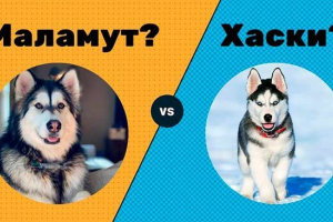 Malamute lub husky - kto wybiera? Malamute lub husky - kto wybiera?